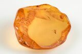 Fossil Fly (Diptera) With Egg In Baltic Amber - Jewelry Quality #200136-3